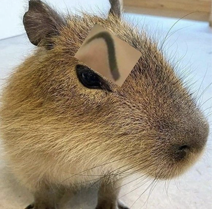 capybarabill.pages.dev favicon
